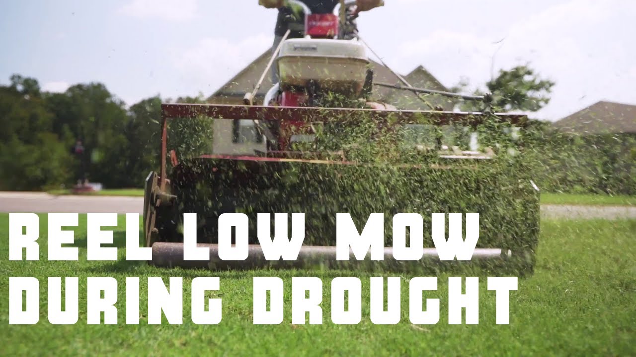 Reel Mowing during Drought Mid September Lawn Update Bermuda Grass