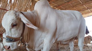 🔴 Live at Cow Mandi 2019 | Everest Mandi Karachi Updates