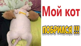 МЕМЫ! МОЙ КОТ ПОБРИЛСЯ! Смешные видео от Доми шоу! by Domi show 48,559 views 3 weeks ago 25 minutes