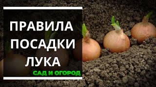 Всегда соблюдаю правила при посадке лука весной в открытый грунт
