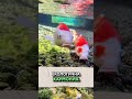 Това е най-чистата държава в света! #japan #clean #japanese... #Shorts #inspire.stories_facts
