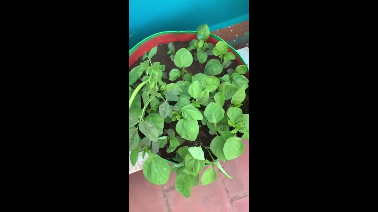 Terrace garden in Tamil / maddi thottam / home garden YouTube