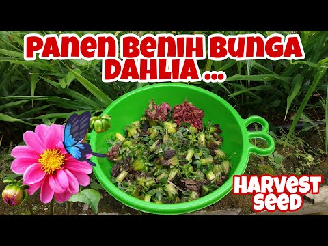 Video: Panen Benih - Cara Mengumpulkan Bibit Bunga Di Taman