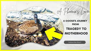 A Phoenix's Love: A Goose's Journey from Tragedy to Motherhood