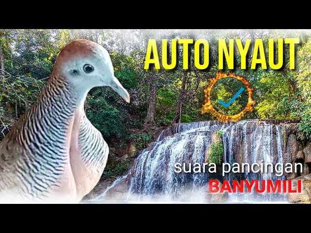 Suara pancingan burung perkutut auto nyaut, #perkututsimbah #perkutut #perkututlokal class=