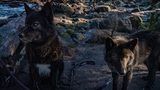 How to tell wolf content in a Wolfdog  (part 1)