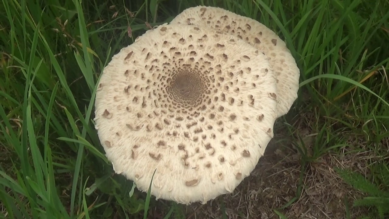 Parasol mushroom (Macrolepiota procera) "edible" YouTube