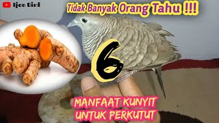 Manfaat KUNYIT untuk Perkutut ~ Ijen Bird