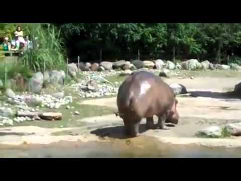 classic-trip-to-the-zoo-hippo-fart