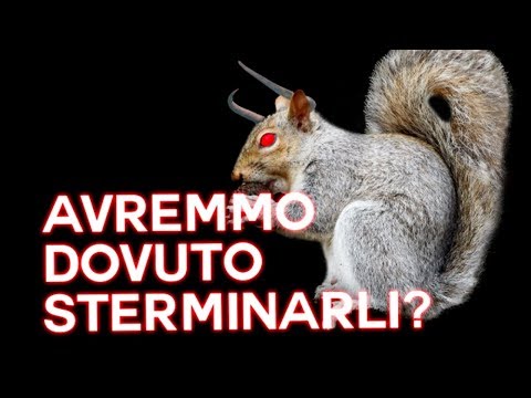 Video: 5 Scoiattoli Grigi Salvati Dopo Che Le Code Si Sono Intrecciate