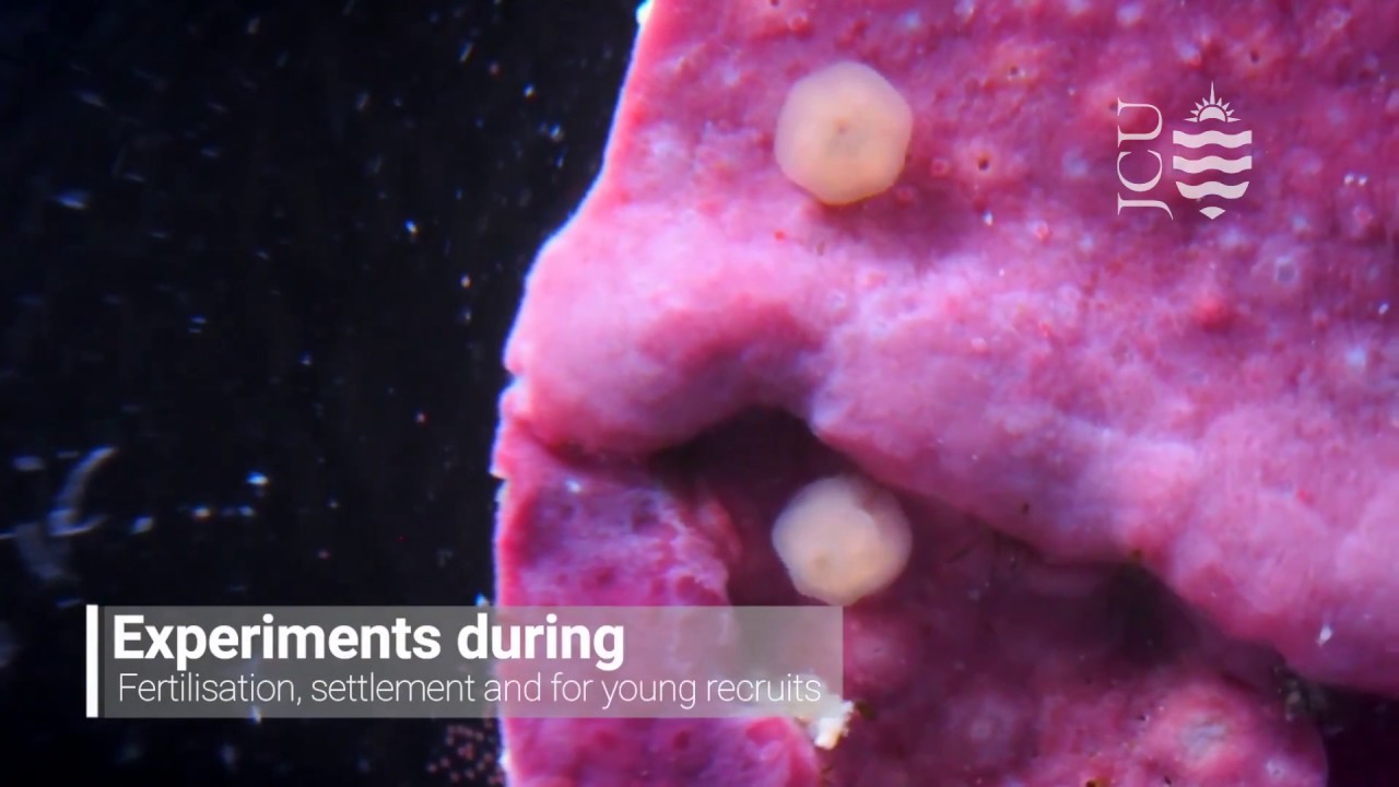 Future of Our Reefs is Built on Sand - Christopher Brunner