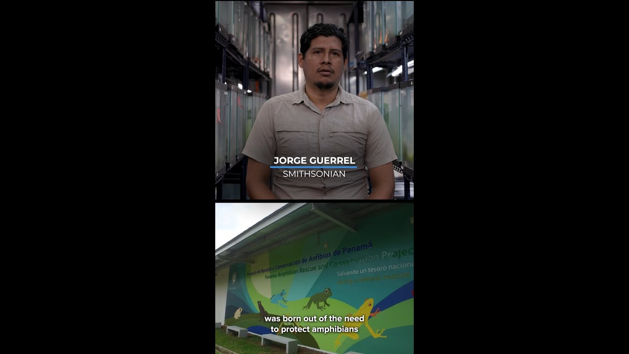 Panama Amphibian Rescue and Conservation