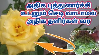 ரோஜா  செடி வாடாமல்  நல்ல புத்துணர்ச்சியுடன் இருக்க செலவு இல்லாத Liquid Fertilizer in Tamil