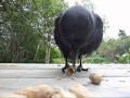 Crows Grab & Shell Peanuts