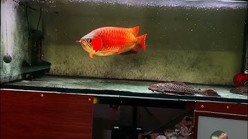 Cách chọn cá Huyết Long đẹp