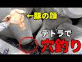 豚の顔(チラガー)で釣りテトラ穴釣りした結果