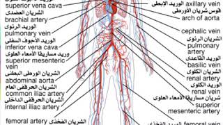 الجهاز الدوري والأوعيه الدموية .. المخ والدماغ| قصاقيص تيوب