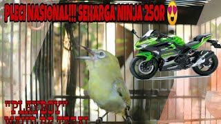 PLECI EDAN ~ Dakun Garut si 'PLAY BOY' - Q MOST TEAM TEGAL