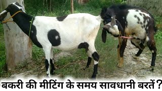 Goat Meeting🐐बकरी की मीटिंग💦 बकरी क्रास | बकरी की मीटिंग के समय क्या सावधानी बरतें | अपना रोज़गार