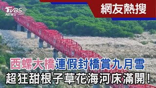 西螺大橋連假封橋賞九月雪超狂甜根子草花海河床滿開!｜TVBS ... 