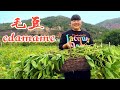 【陕北霞姐】秋季大丰收,霞姐教你两种毛豆吃法,拌米饭下面条,小时候的味道猛香了!