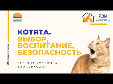 Котята. Выбор, воспитание, безопасность