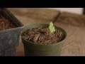 How to Germinate Morning Glory Seeds : Plant & Flower Care