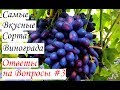 Самые вкусные сорта винограда. Ответы на вопросы #3