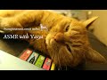 ASMR with my cat | Vasya Edition | Russian cat