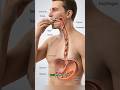 You’re probably not chewing enough 🤔#health #digestion #chewing