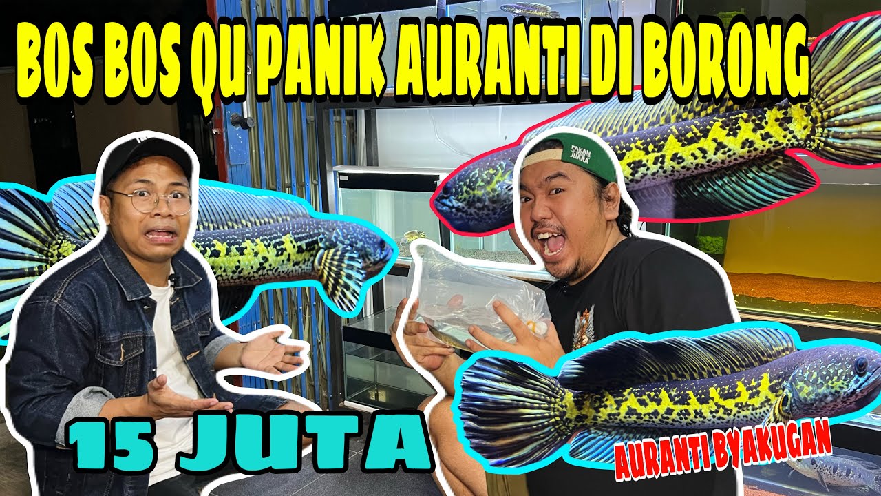 AURANTI PITON ‼️BORONG AURANTI 15 JUTA DI BOS BOS QU⁉️