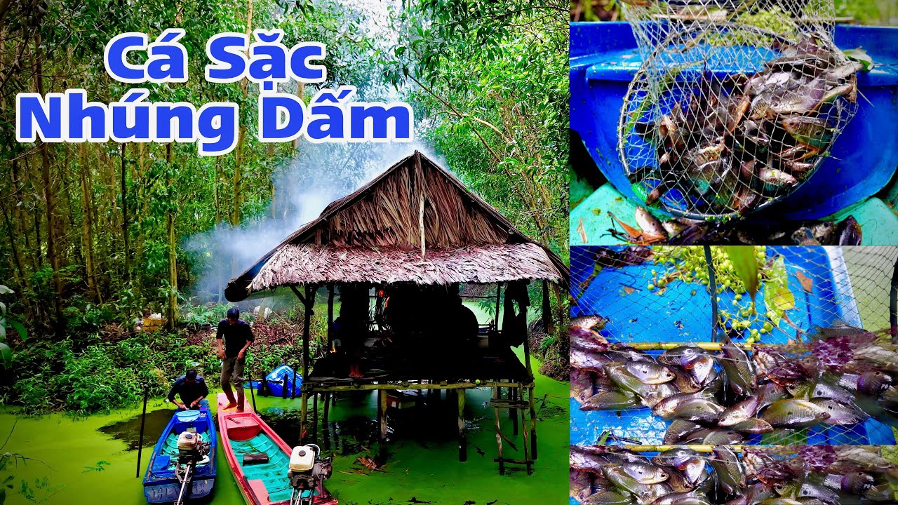 Thăm Lờ Cá Sặc Nhúng Dấm Lai Rai - Mùa Mưa Ở Rừng U Minh