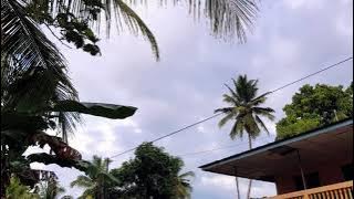 tasisiah - Arif lida cover alm.zalmon