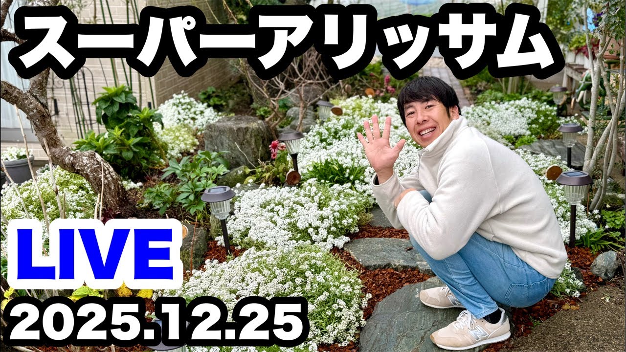 ◇Full Bloom [Super Alyssum] and [Viola] - YouTube