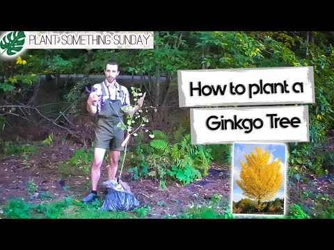 How to Plant a Ginkgo Tree - (a beginner&rsquo;s guide)