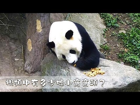 《熊貓早晚安》視頻中有多少塊小窩窩頭？| iPanda
