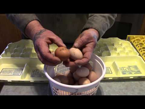 Video: How To Choose Chicken Eggs