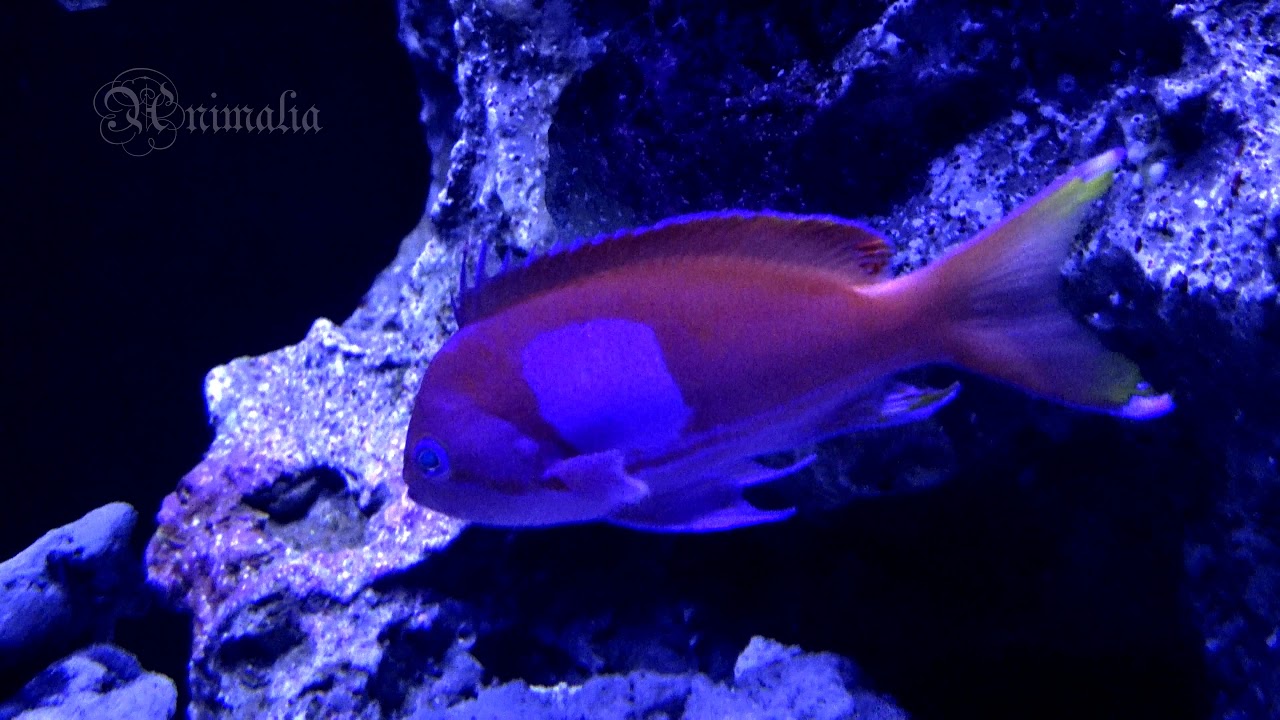 Square-spot fairy basslet　Pseudanthias pleurotaenia 4K
