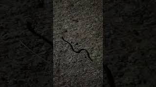 Snake is a very dangerous thing, stay safe friends, it is raining