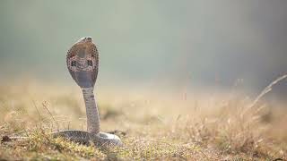 Snake Hiss Sound - Hiss Sound Effect - snake Hiss Sounds - Yeskay Studio