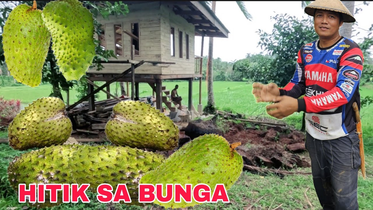 Sa Paligid ng Kubo hitik na hitik sa bunga ang mga Guyabano