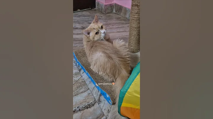 Video 11871111: kitten pets catlover cutecat, cats pet catlover cutecat, pets animals catlover cutecat, catlover pets funny cutecat, kitten catlover pets cute, facts catlover kitten animals