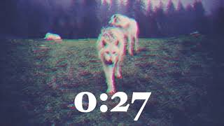 1 minute wolf timer screenshot 4