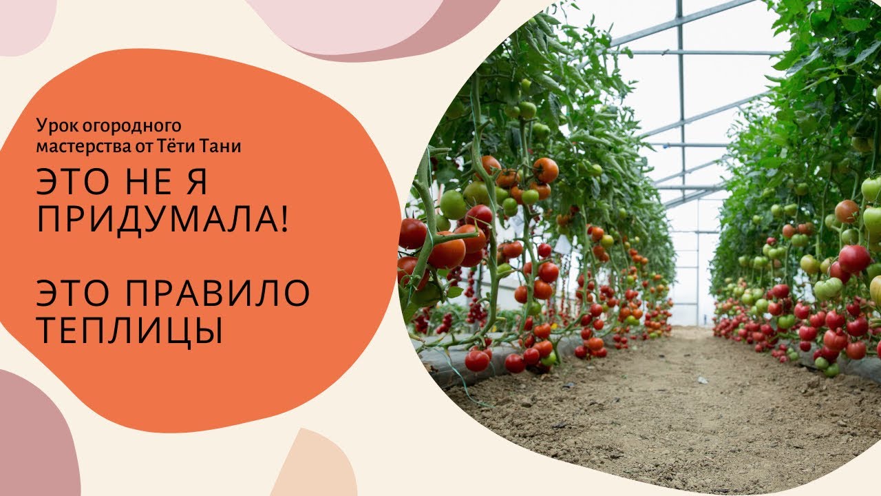 493. Почему томатам, перцам, баклажанам  и огурцам плохо вместе...