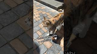 🤎A tiny street kitty with big charm #cat #youtubeshorts #kitten #shortvideo #cute #reels #shorts