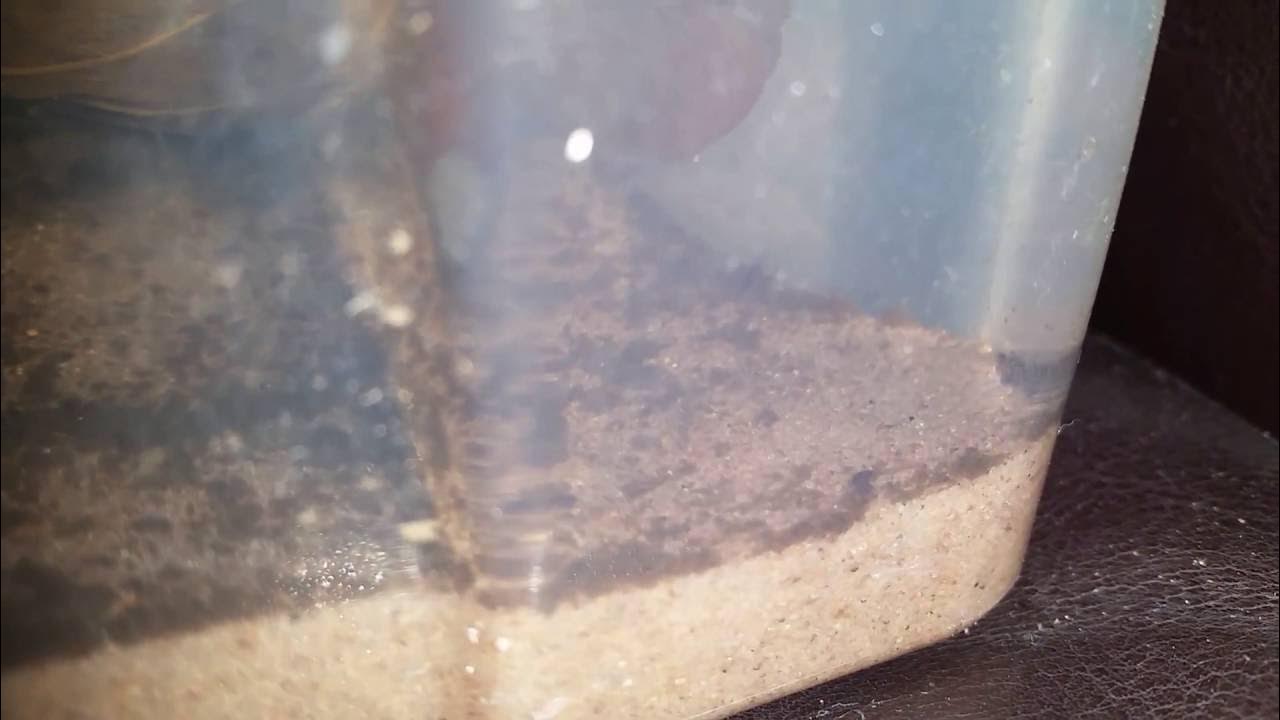 Hoplosternum punctatum fry 1 day old YouTube