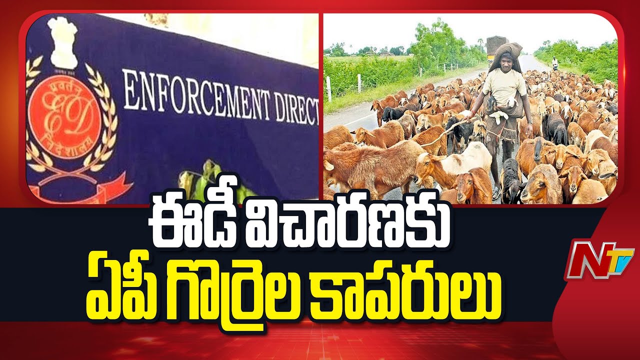 ED Speed up Investigation in Telangana Sheep Scam Case | NTV Telugu