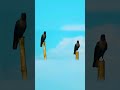 Sky Watchers — A Peaceful Moment Between Two Birds | Peaceful_Tranquil