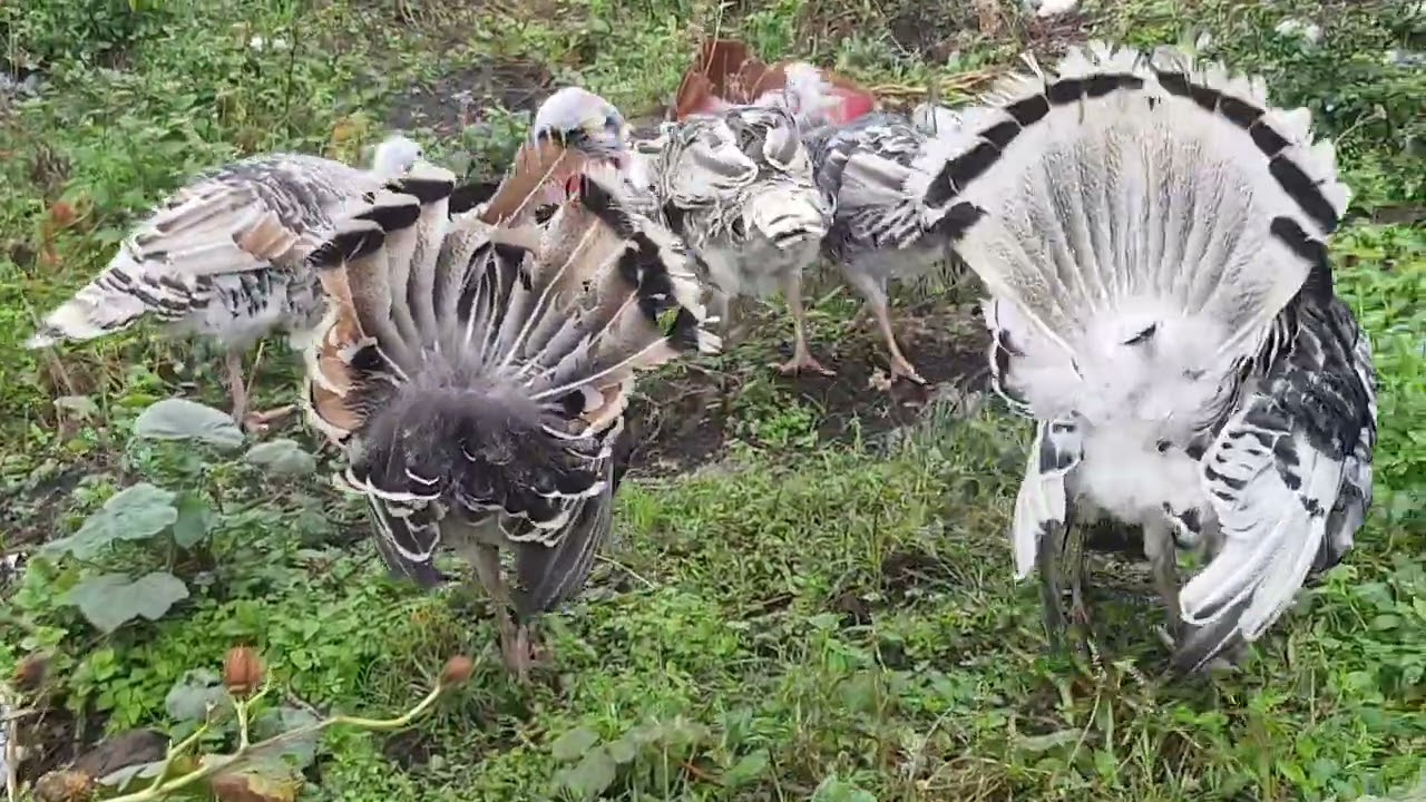 dendo zikuze zikunda kubaho neza no kuzirinda indwara