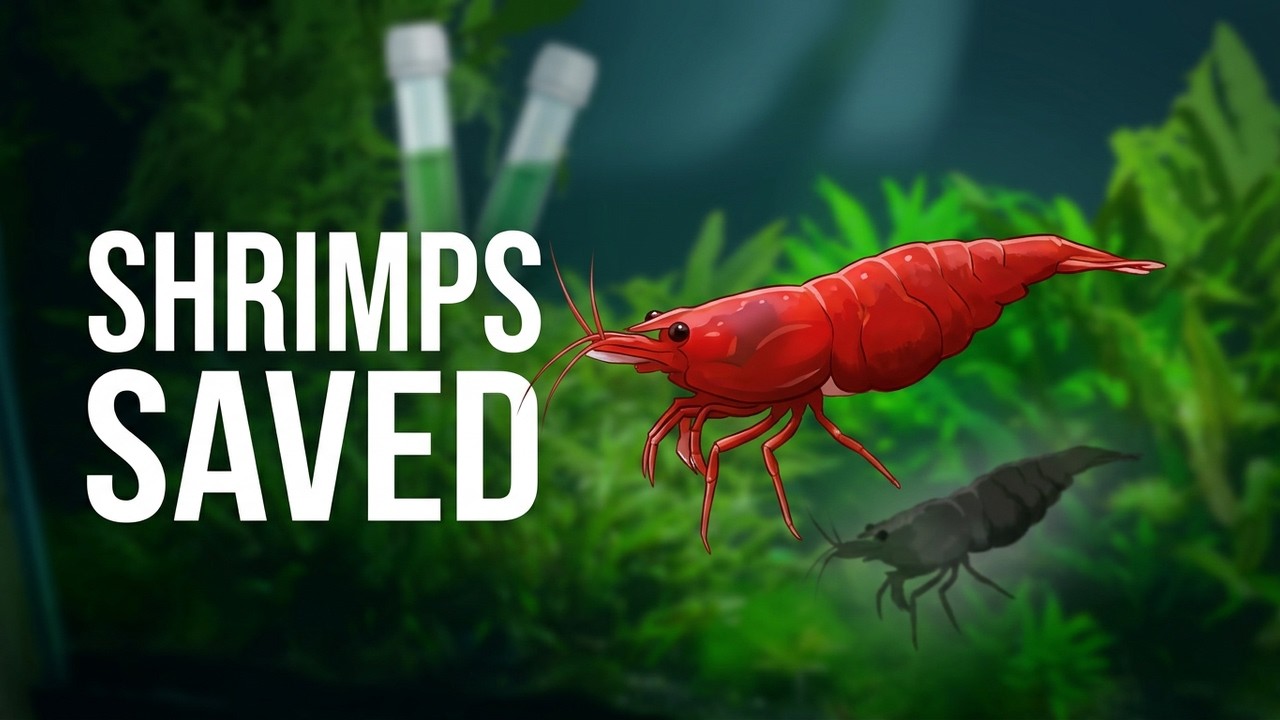 5 Things SILENTLY Killing Your Shrimp (Most Keepers Never Catch This)